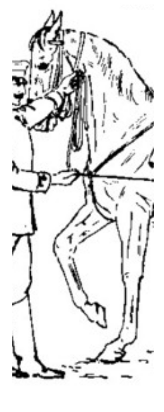 Trust-your-Horse Praxiskurs: Bodenarbeit Basis 1